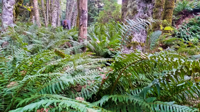 Exploring a lush forest outside of Bellingham.